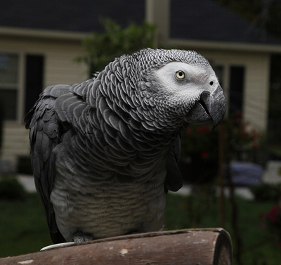 African Grey Parrot