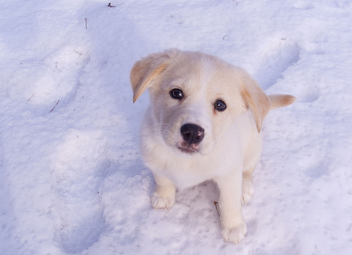 ella the snow puppy