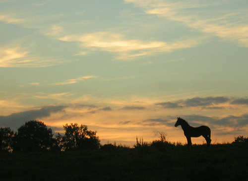 Horse on the skyline