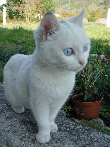 White Kitten