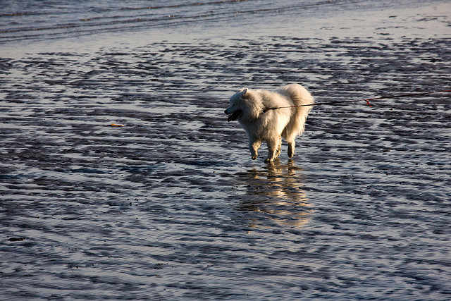 Sandymount - Dublin (Nice Dog) - Photo by infomatique