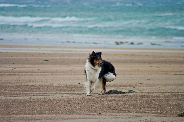 "Lucy on the Beach" - dog playing on the beach on Ireland