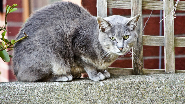Greystones - Grey Cat - Photo by infomatique