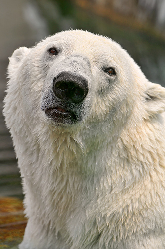Polar Bear photo by Tambako the Jaguar