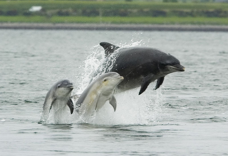 An adult female bottlenose dolphin with her young