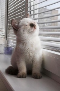 Contentment is a sunny window ledge - Photo by Plethorian - Reddit/Imgur
