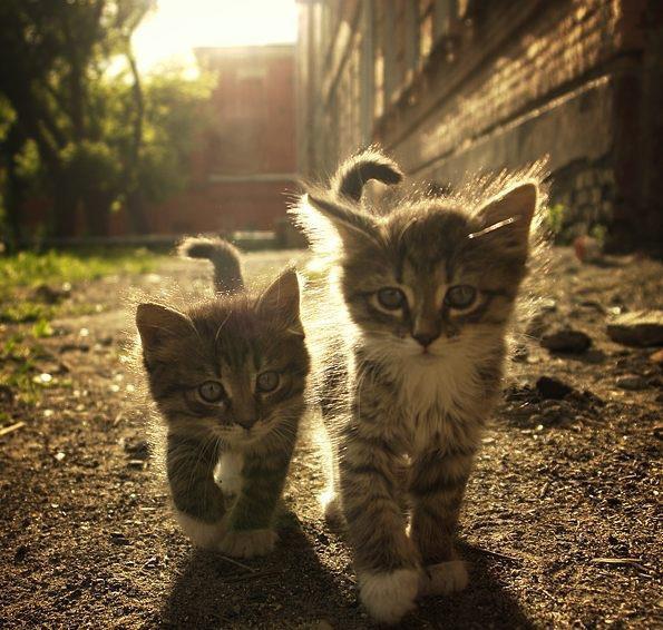 Super-cute kittens - Photo by Redditor_of_Catan - Reddit/Imgur