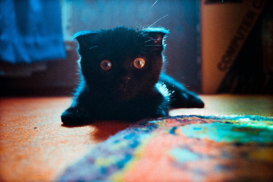 Barcelona the cat. Photo from Reddit/Imgur