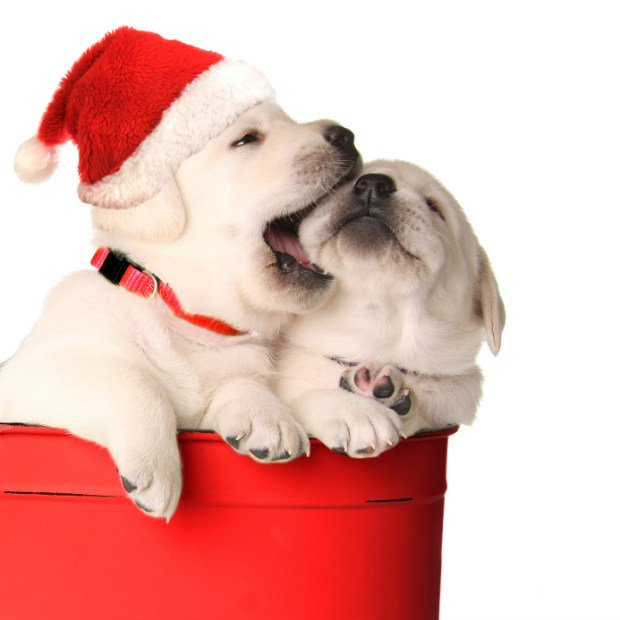 Santa Puppies - Photo by Barbara Helgason Photography