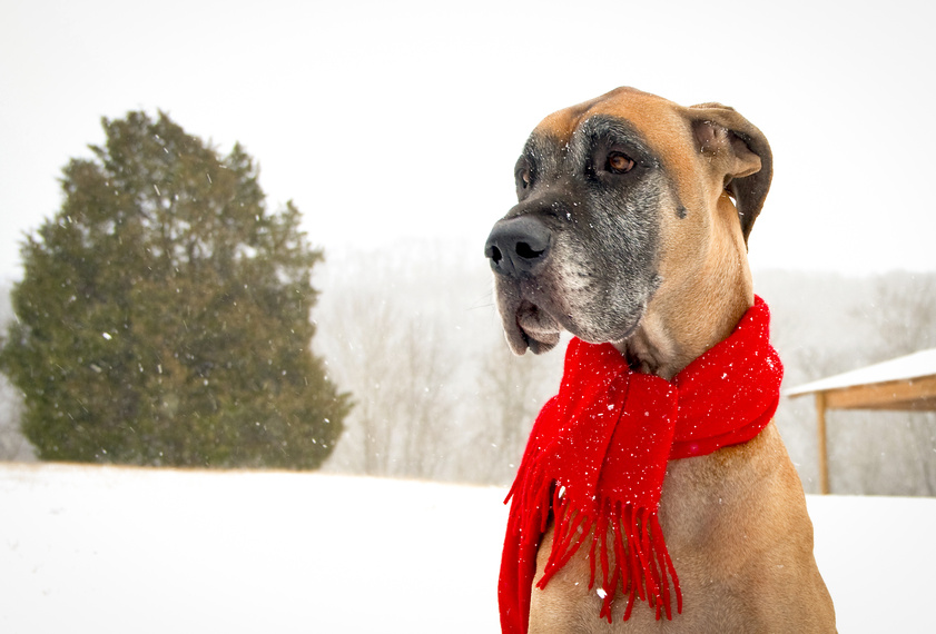 Great Dane with red scarf