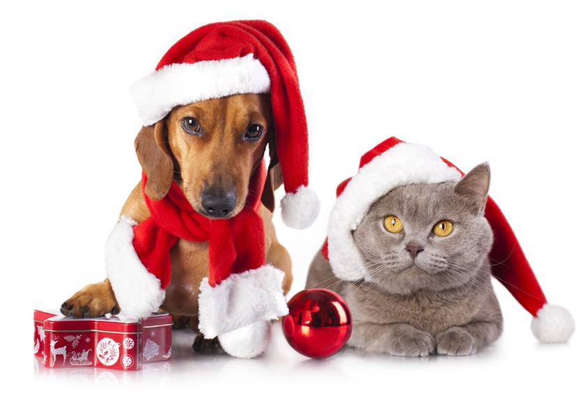 10 Tips On How To Keep Pets Safe At Christmas