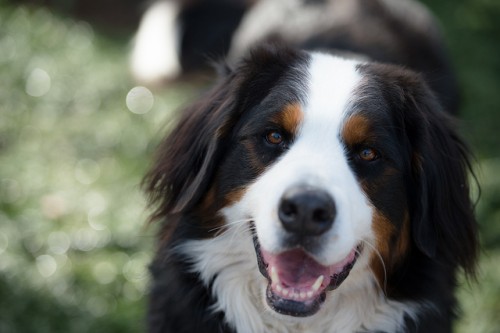 Smiling Dog - By Takashi Hososhima