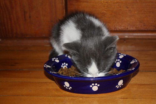 Kitten Eating - By Anne White