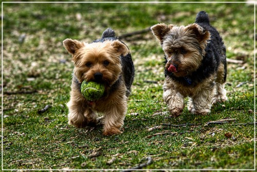 Dogs Exercising - By Bala Sivakumar