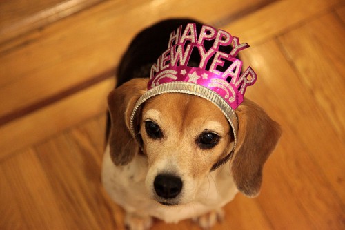 Happy New Year Dog - By Cutiepie Company