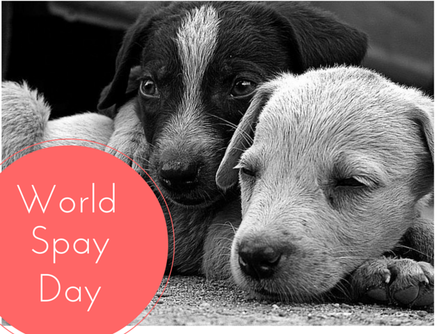Two Stray Puppies - World Spay Day